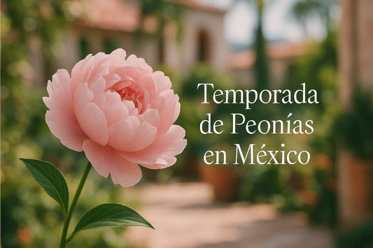 Temporada de Peonías en México