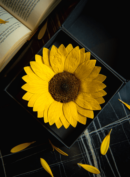 Coffer Box | 1 Girasol