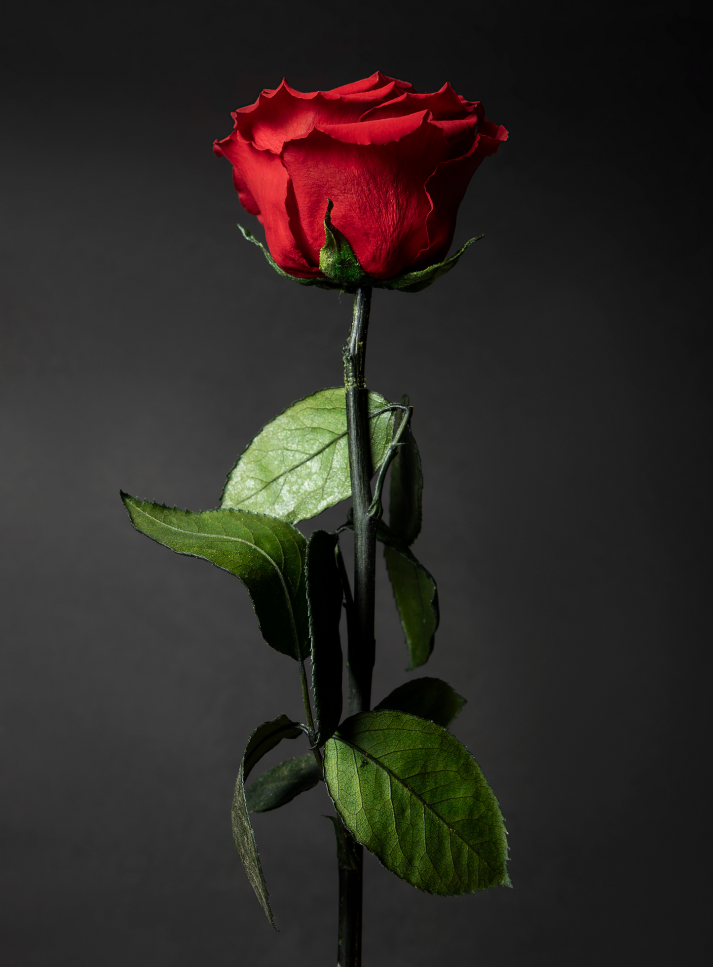 Eternelle Rose | Individual