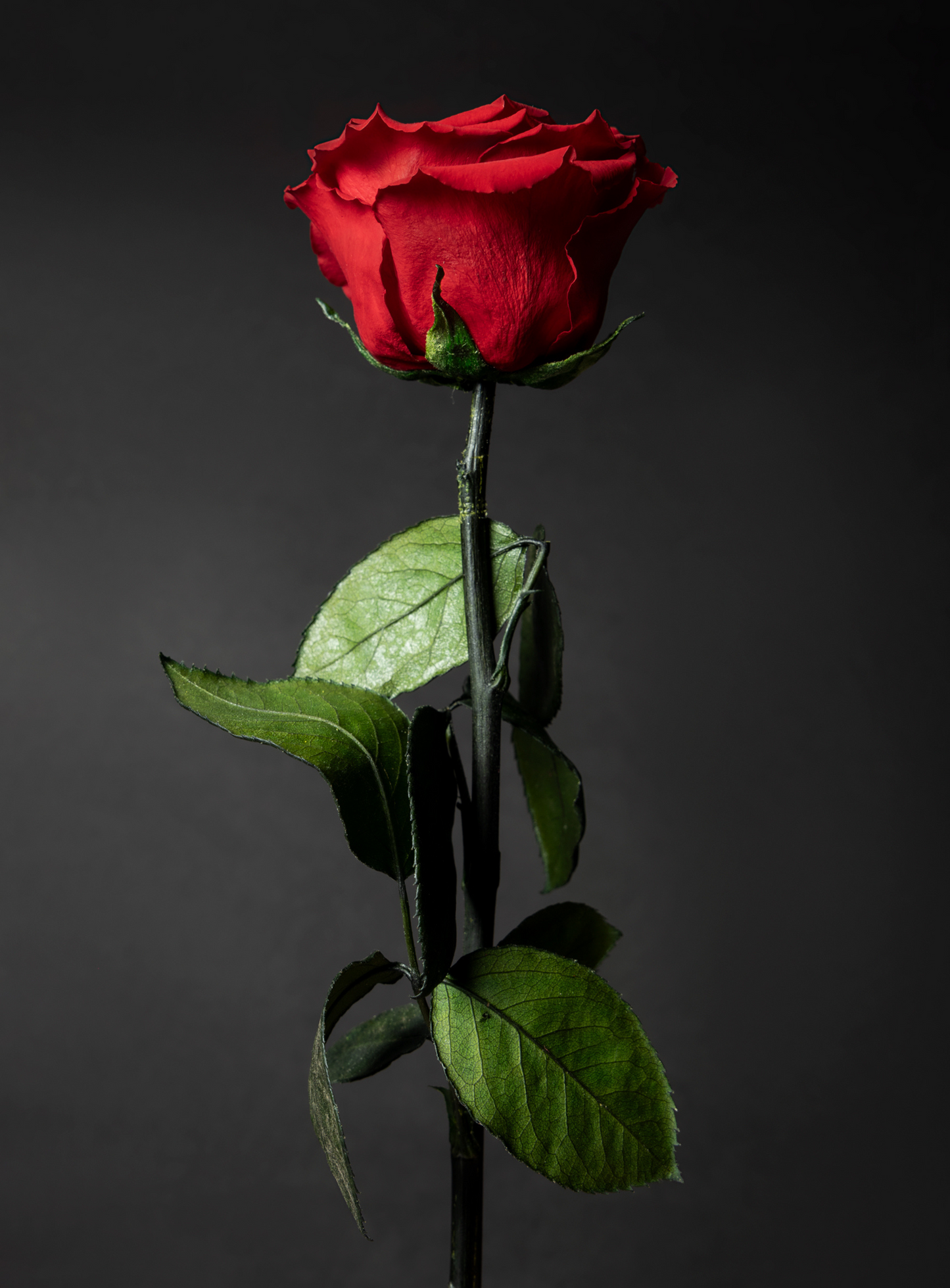 Rosa Roja Preservada – Un Amor que Dura para Siempre 🌹❤️