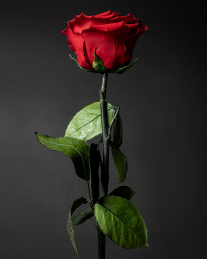 Eternelle Rose | Individual