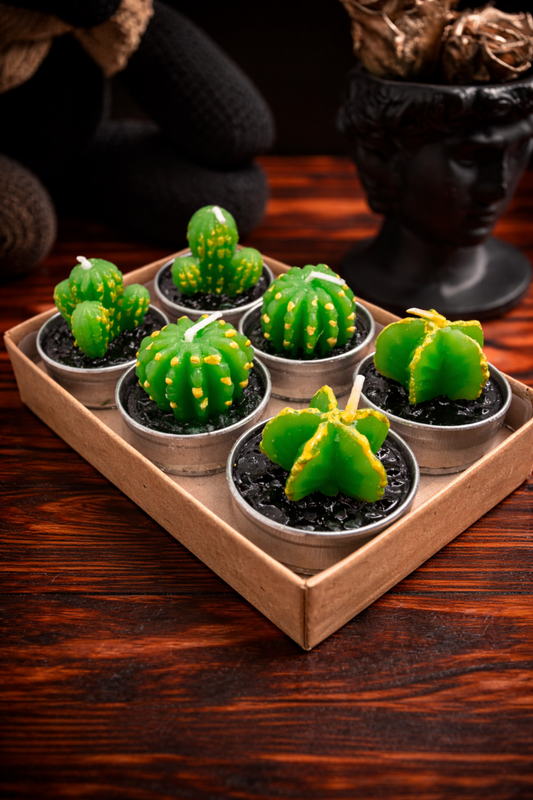 Succulent Six | Velas Decorativas
