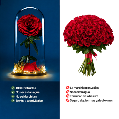Glass Rose | 1 Rosa | Rosa Blanca