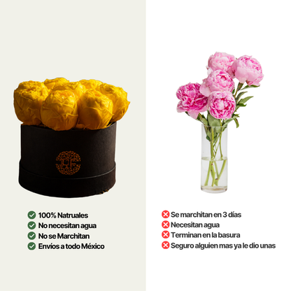 Eternelle Box | 8 Peonias
