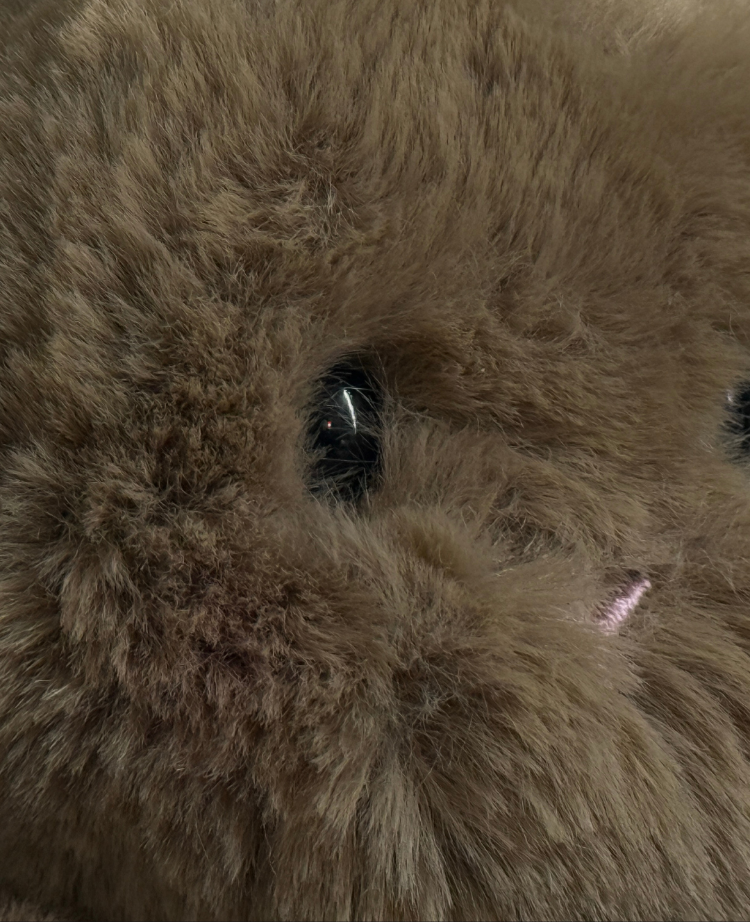 Teddy Hug | Mini Conejito