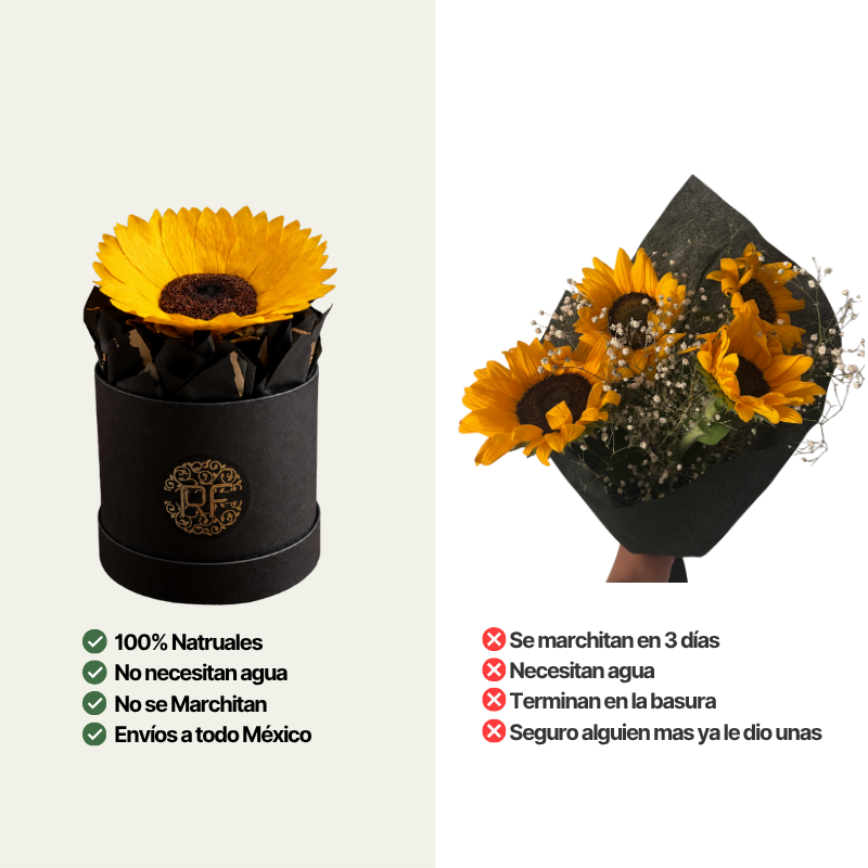 Comparación entre girasol preservado de larga duración en caja y ramo floral tradicional