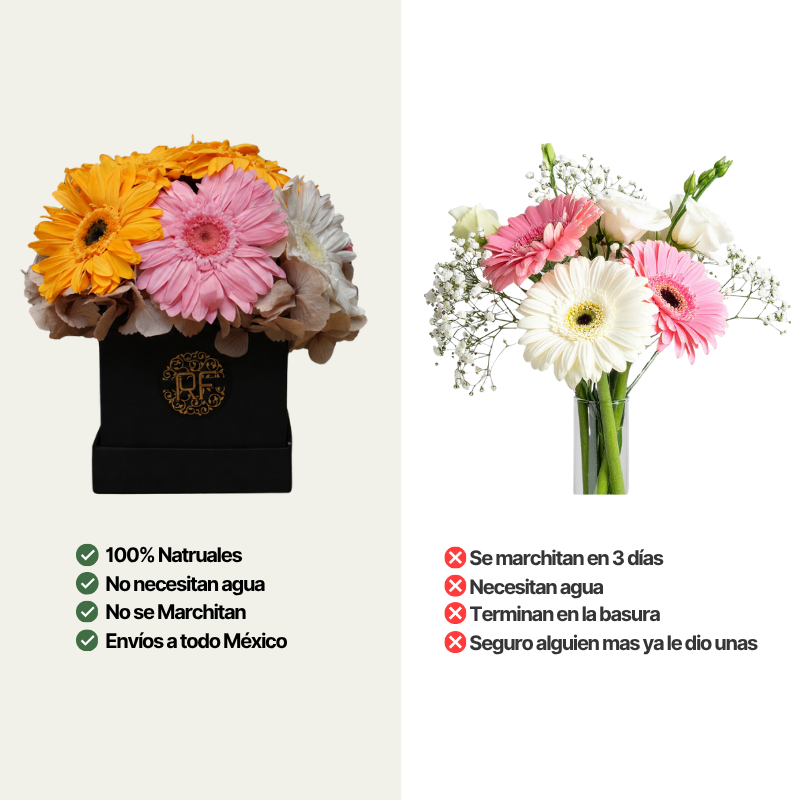 Eternelle Box | 10 Gerberas | Colores Mixtos