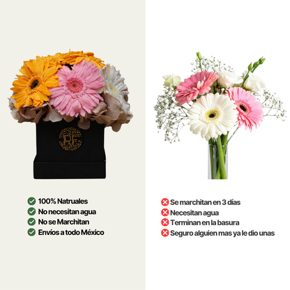 Eternelle Box | 10 Gerberas | Colores Mixtos