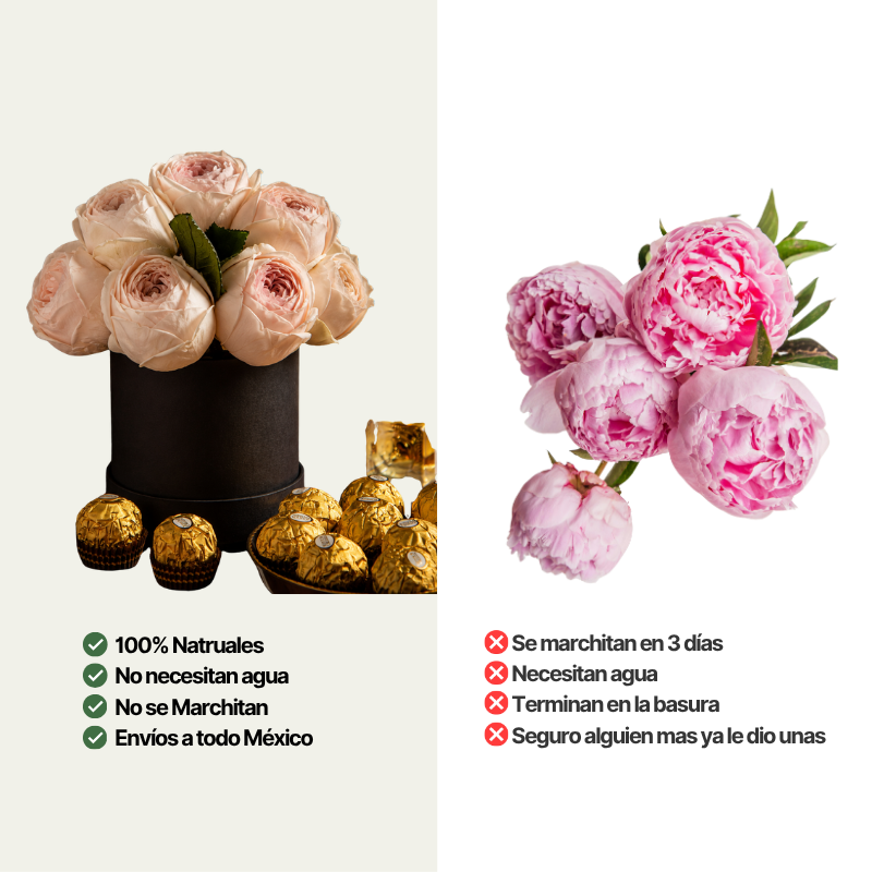 Comparación entre peonías preservadas de larga duración en caja cilíndrica y flores frescas tradicionales