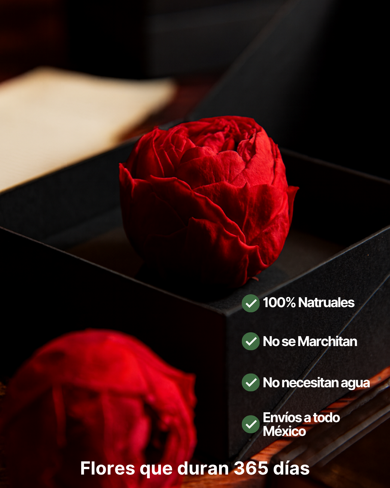 Coffer Box | 1 Peonia