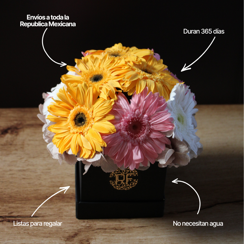 Eternelle Box | 10 Gerberas | Colores Mixtos