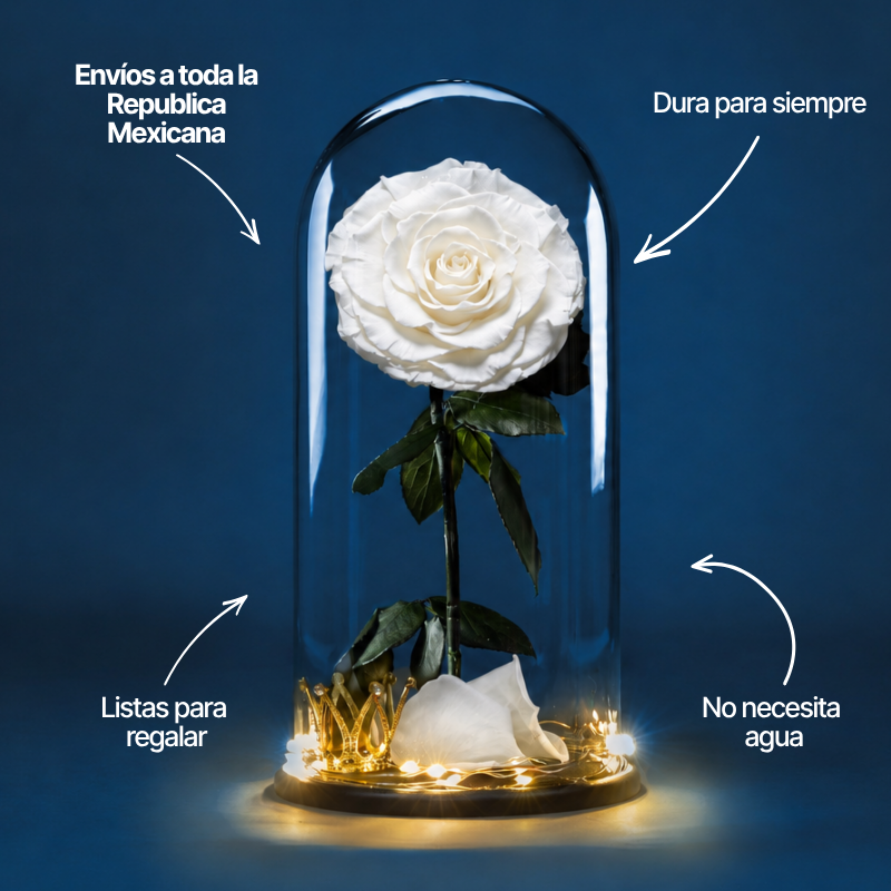 Glass Rose | 1 Rosa | Rosa Blanca