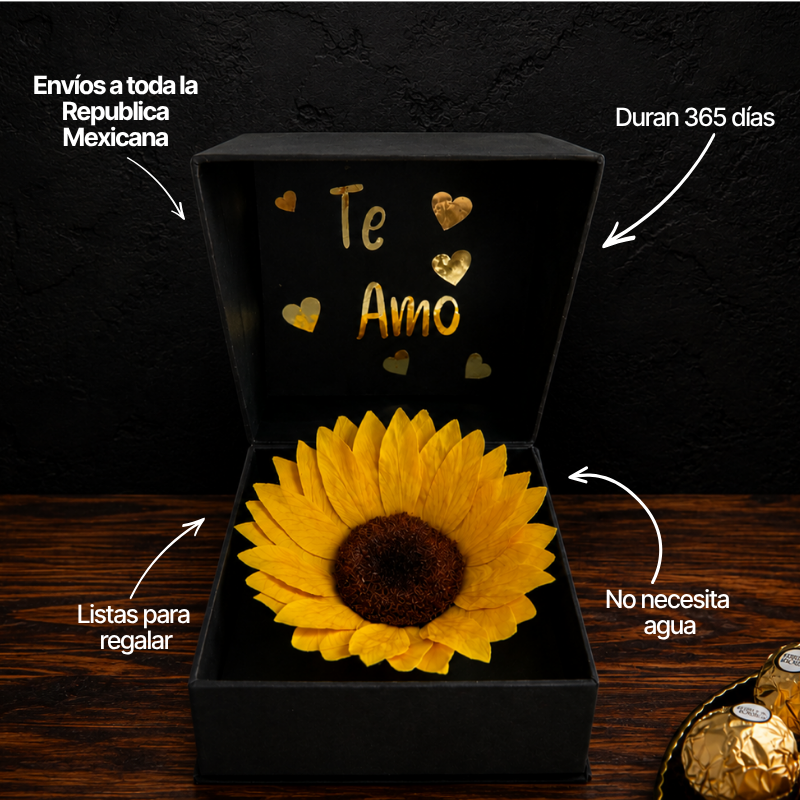 Detalles y dimensiones del girasol preservado en caja cofre con tapa y acabados dorados
