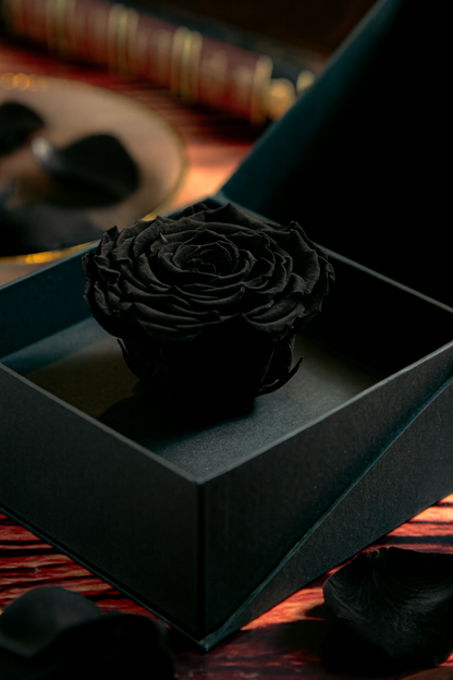 Coffer Box | 1 Rosa