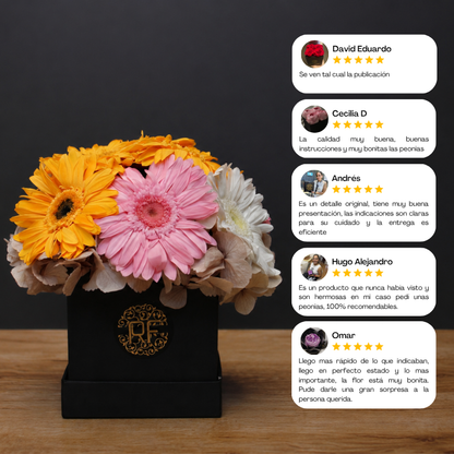 Eternelle Box | 10 Gerberas | Colores Mixtos