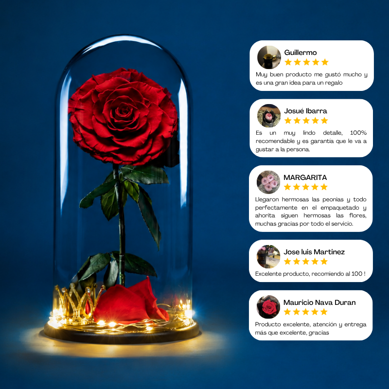 Glass Rose | 1 Rosa | Rosa Blanca