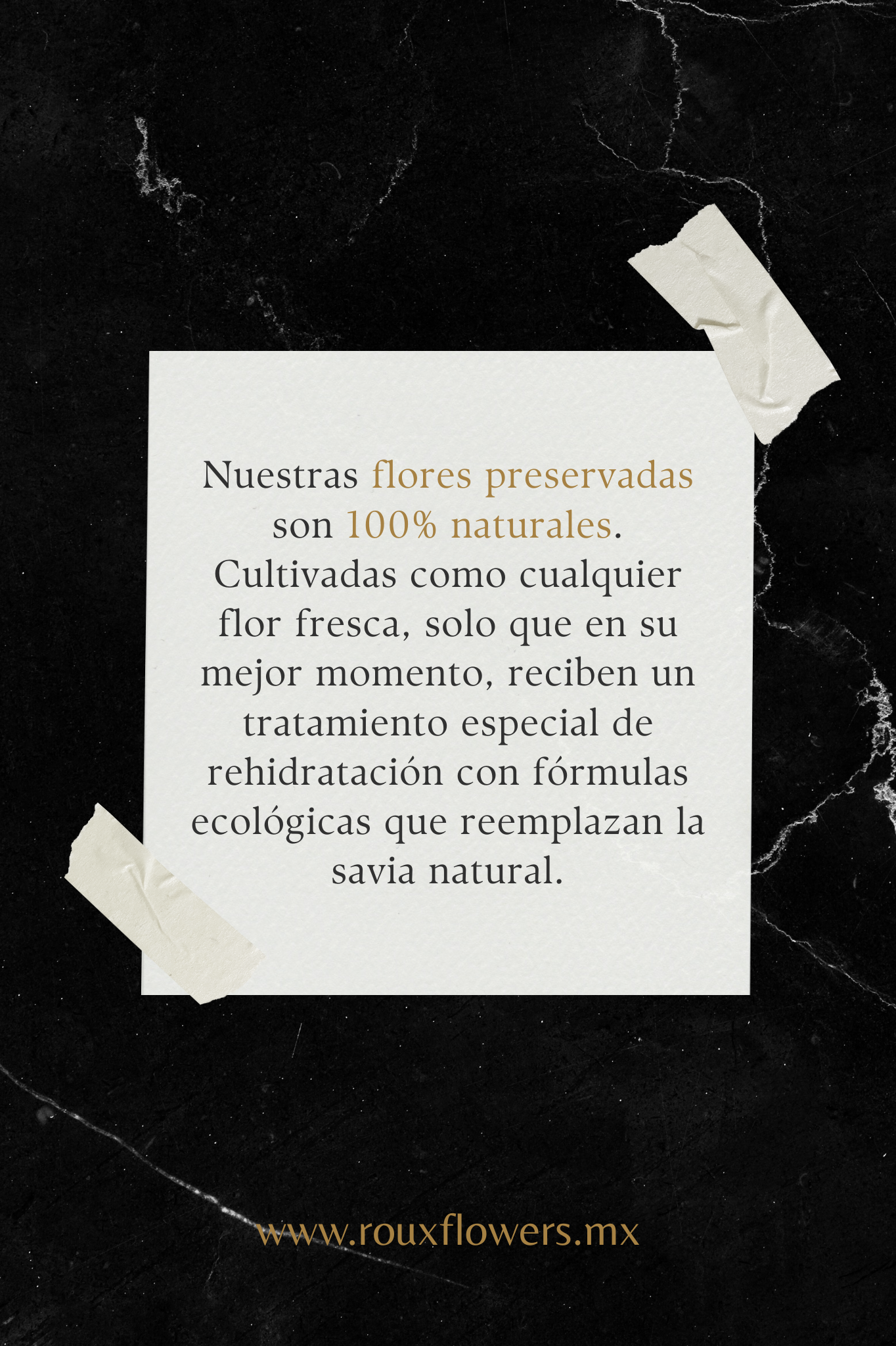 Coffer Box | 1 Girasol