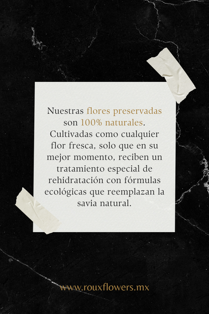 Coffer Box | 1 Girasol