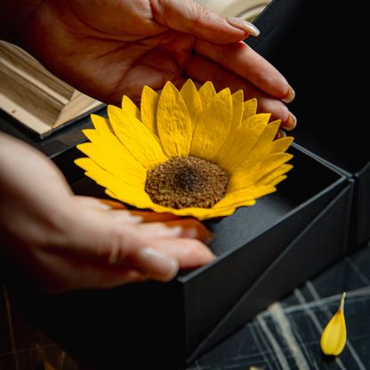 Detalle de apertura de caja cofre negra con flor de girasol preservada de larga duración