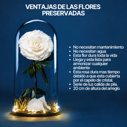 Glass Rose | 1 Rosa | Rosa Blanca