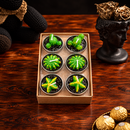 Velas decorativas de cactus y suculentas en caja artesanal